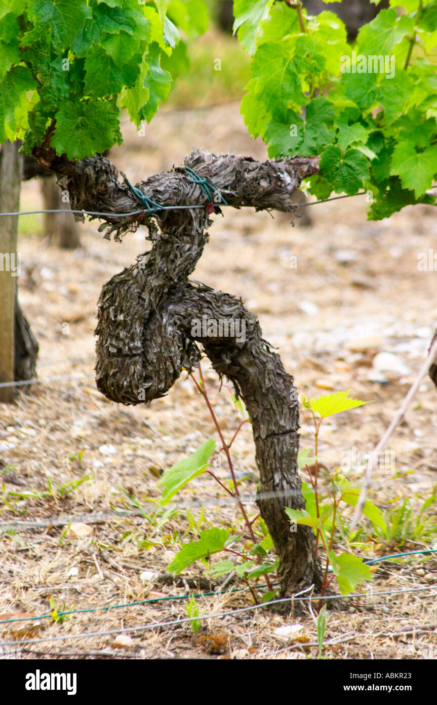 Ein Merlot Reben in einer lustigen Form mit einige Triebe aus dem Stamm bestand Chateau Bouscaut Cru Classe Cadaujac Graves Pessac Leognan Bordeaux Gironde Aquitaine Frankreich Stockfoto