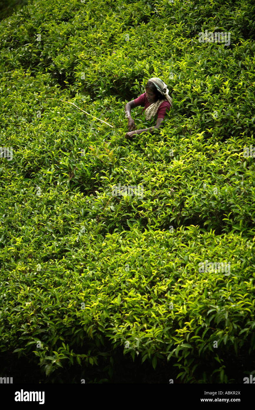 Tee, Kommissionierung, Watawala Bereich in der Nähe von Hatton Central Province, Sri Lanka, Asien Stockfoto