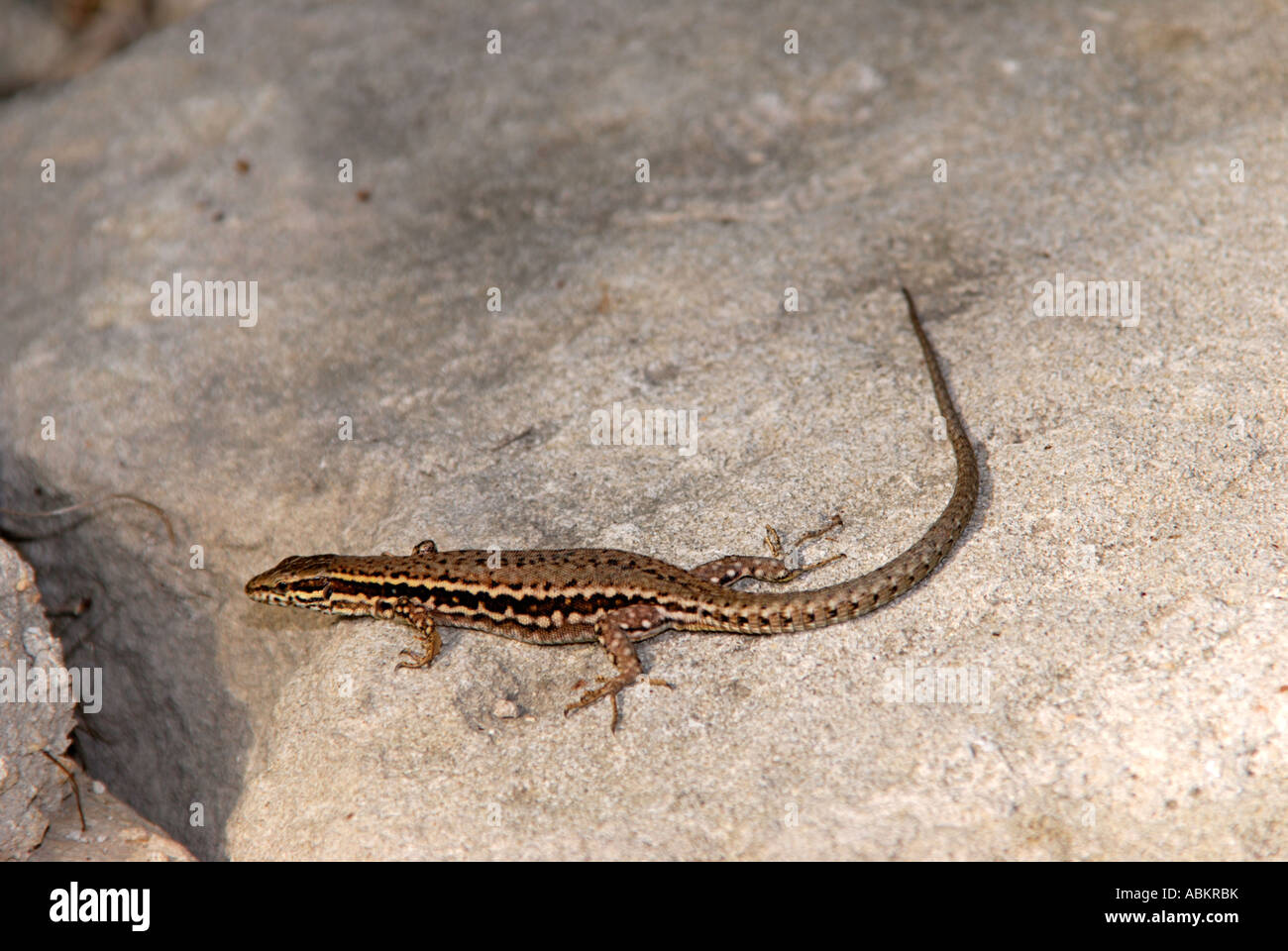 Zauneidechse Sonnenbaden auf Felsen Stockfoto