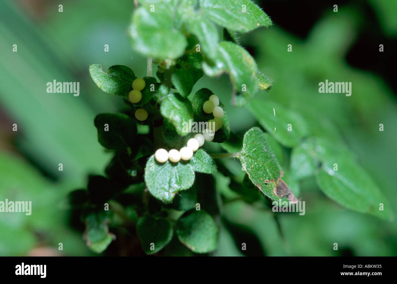 Unbekannte Motte Eiern auf den Blättern Stockfoto