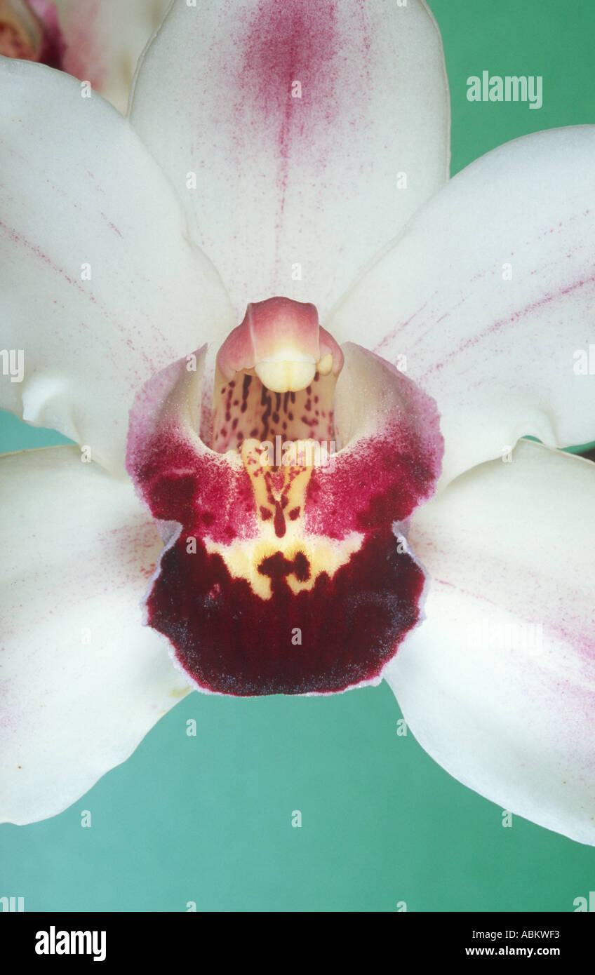 Hybrid Cymbidium Orchidee Blume Stockfoto