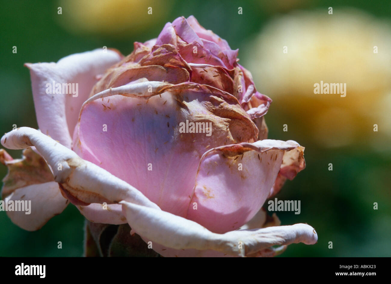 Thripse Insekten und ihren Schaden auf Rosenblüte Stockfoto