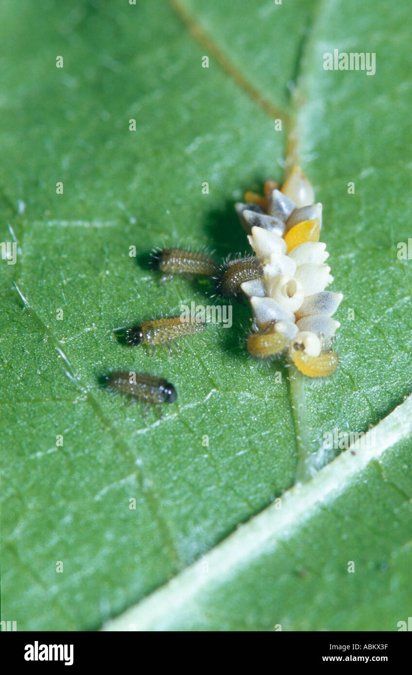 Elm Leaf Beetle Eiern und Larven schlüpfen Stockfoto