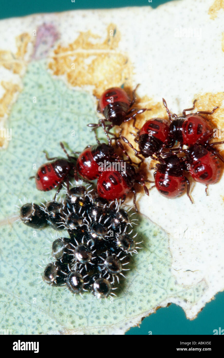 Räuberische Shield Bug Eiern und Larven Stockfoto
