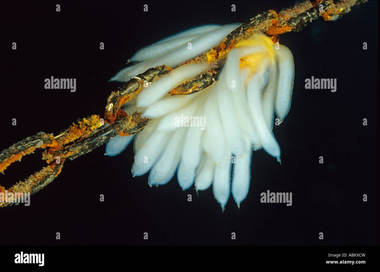 Eiern der gemeinsamen Tintenfisch auf Anker Kette, Loligo vulgaris Stockfoto