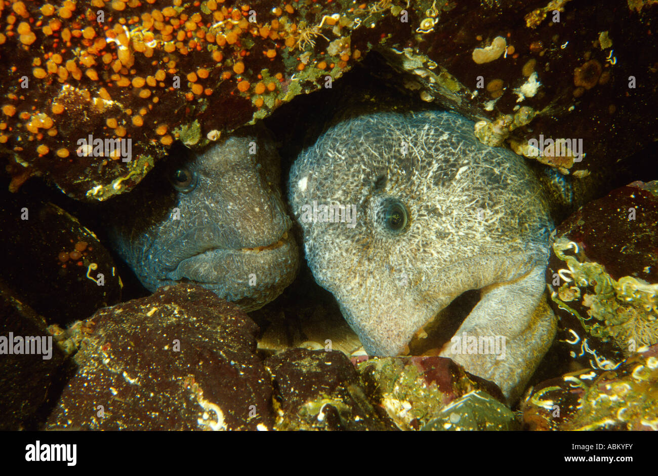 paar Wolf Aale, Anarrhichthys Ocellatus, Vancouver Island British Columbia Kanada Pazifik Stockfoto