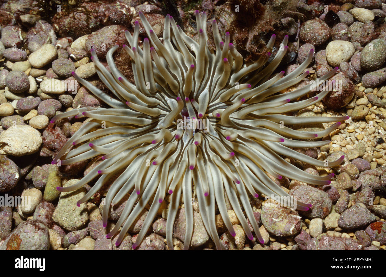 Seeanemone auf dem Meeresboden, Condylactis Aurantiaca, Kroatien Adria Mittelmeer Stockfoto