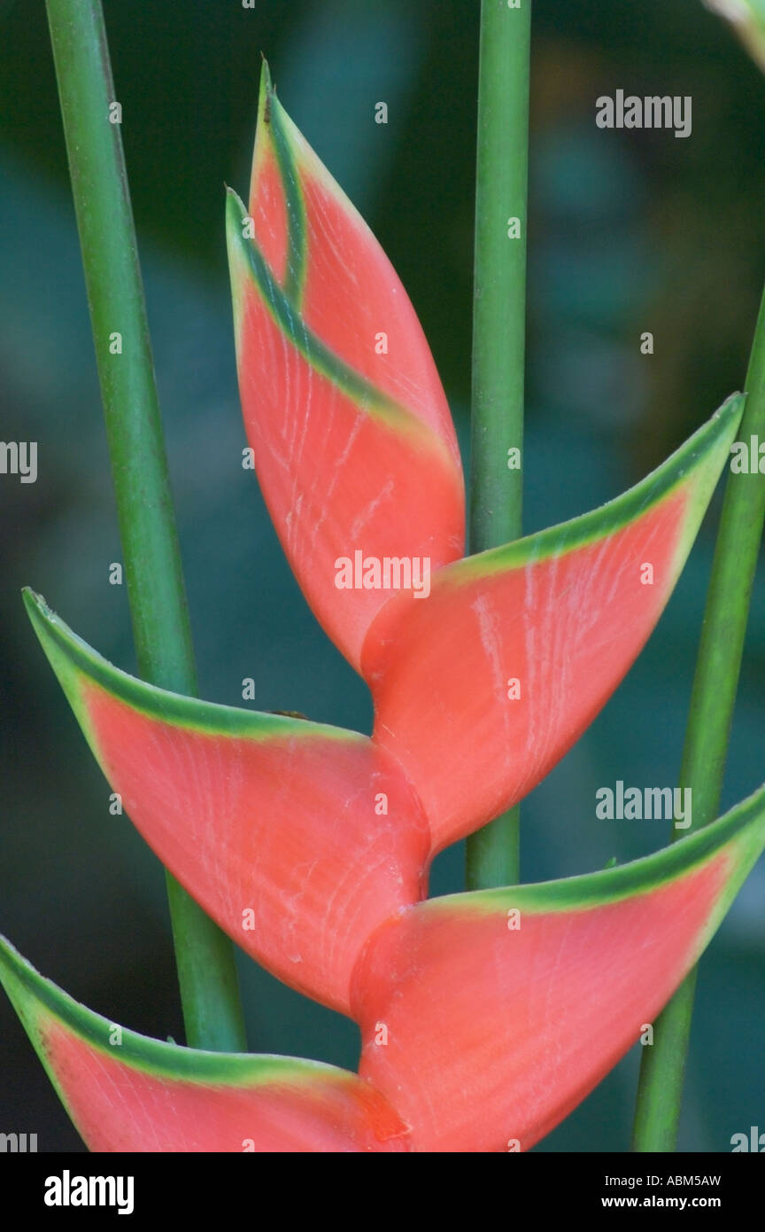 Wild Plantain Heliconia wagneriana Stockfoto