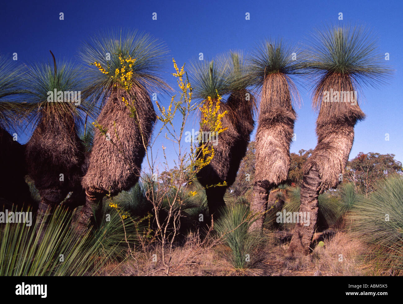 Grasbäume - Xanthorrhoea Arten - Ständer wie Wachposten in einer australischen Landschaft im ländlichen Raum Stockfoto