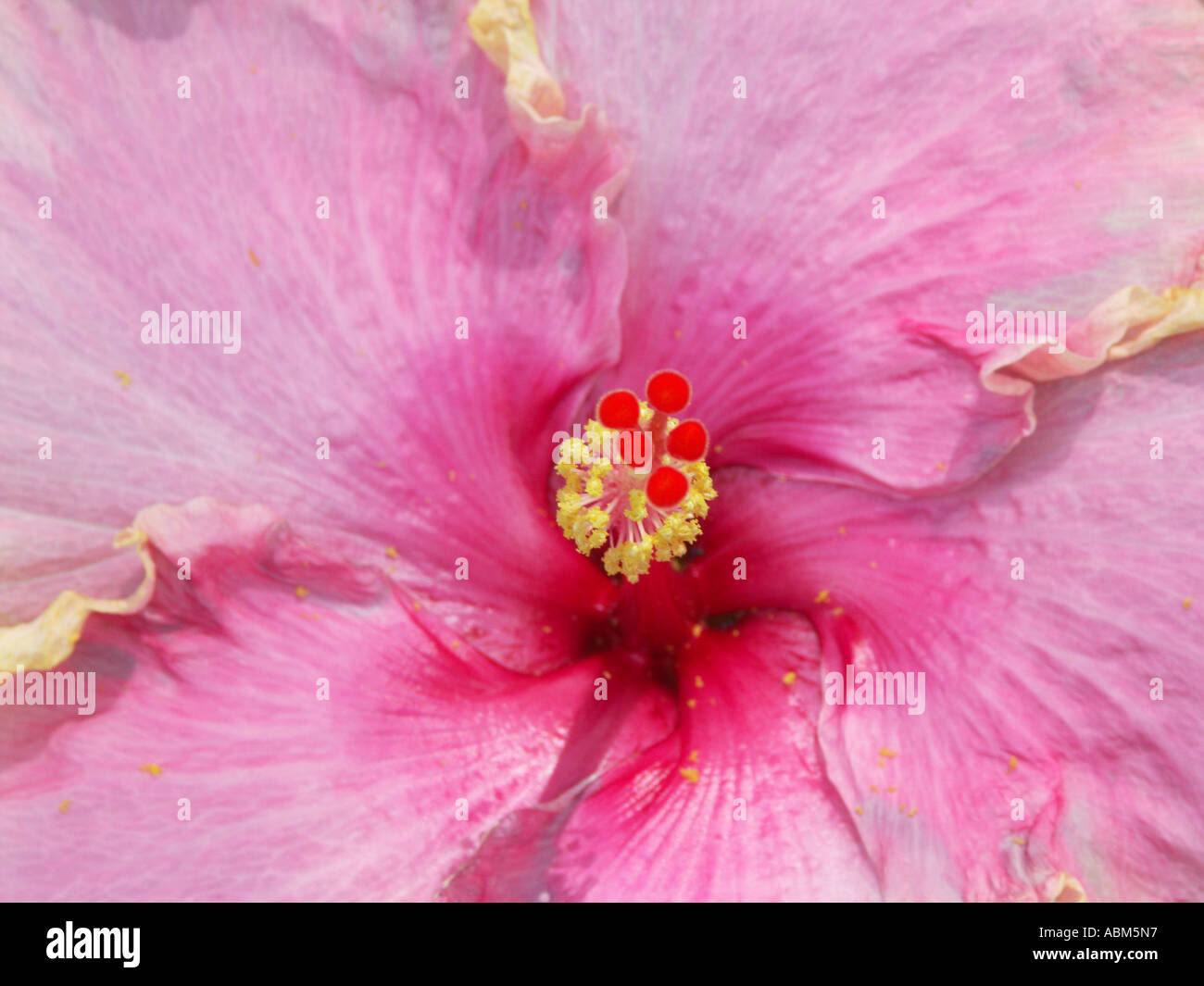 Nahaufnahme der großen hellen rosa Blume Hibiscus Rosa-Sinensis Hybrid Sorte rosa Lächeln Stockfoto
