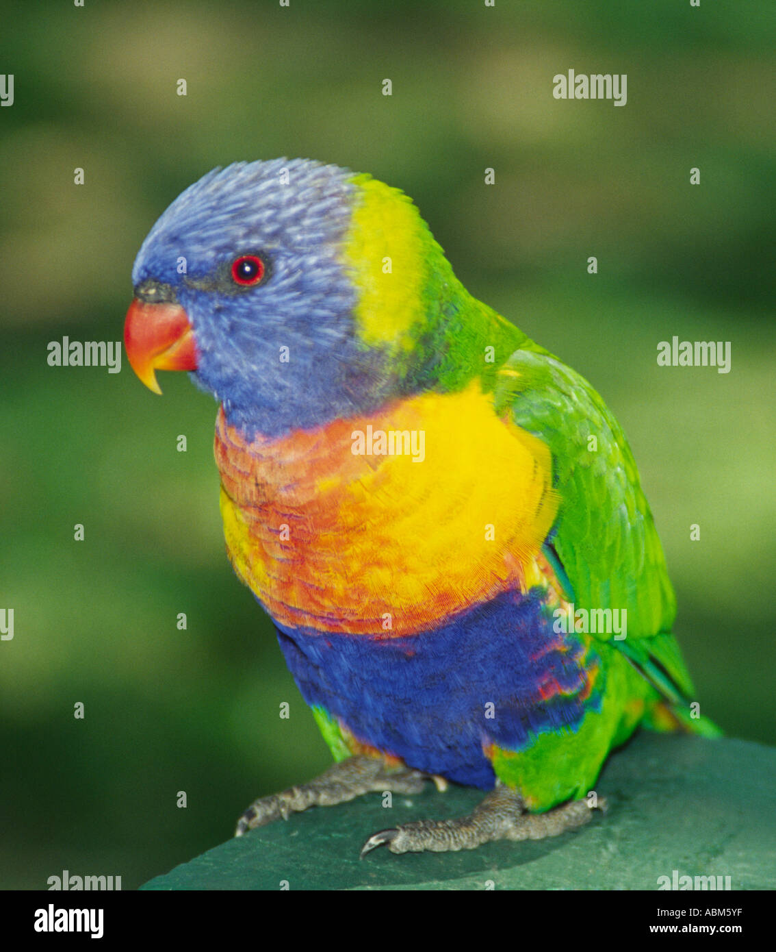 Riesige Schwärme dieser bunten Vögel - Allfarbloris - sind ein alltäglicher Anblick in vielen Bereichen der Ost-Australien Stockfoto