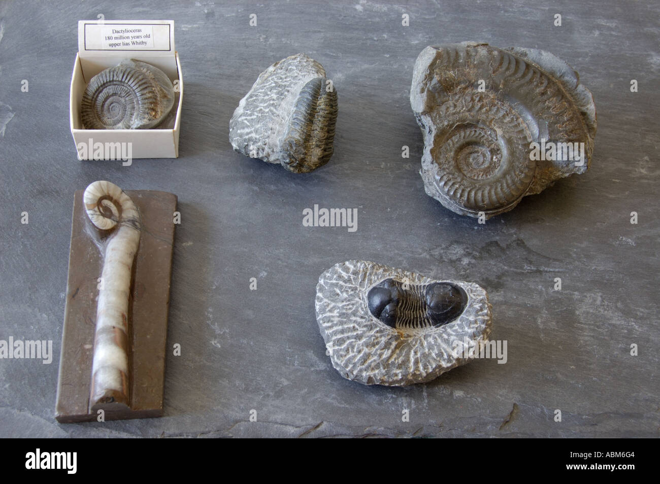 Fossilien von Ammoniten und Trilobiten Stockfoto
