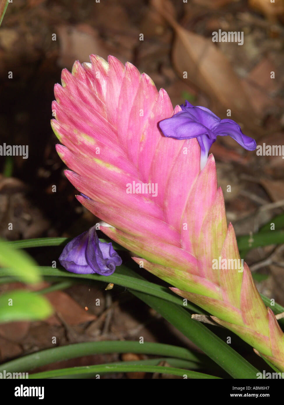 Hochblatt und Blüte der Tillandsia Cyanea, ein Mitglied der Familie Bromelien Pflanzen Stockfoto