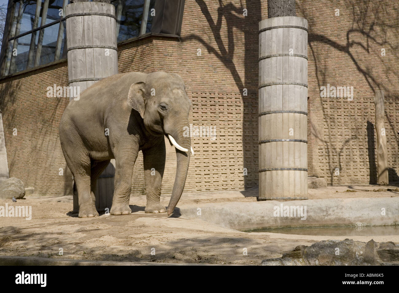 Asiatischer Elefant (Elephas Maximus), Berlin Zoo, Deutschland Stockfoto