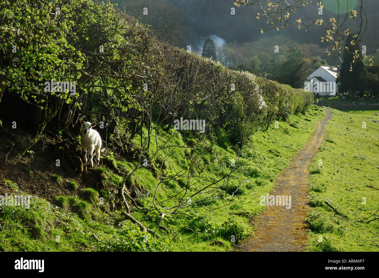 Lamb Talley Carmarthenshire Westwales Stockfoto