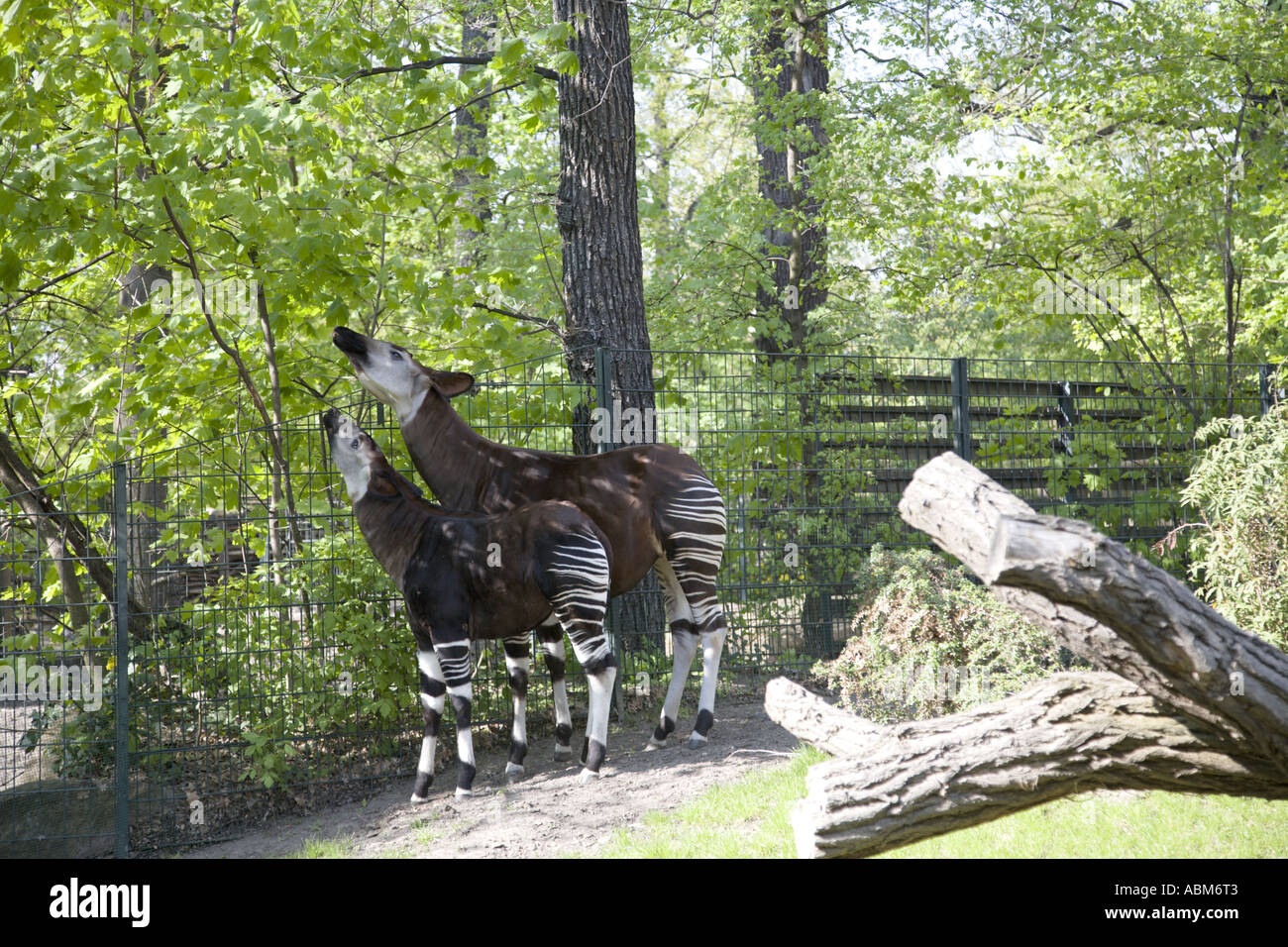 Okapi (Okapia Johnstoni) Berlin Zoo, Deutschland Stockfoto