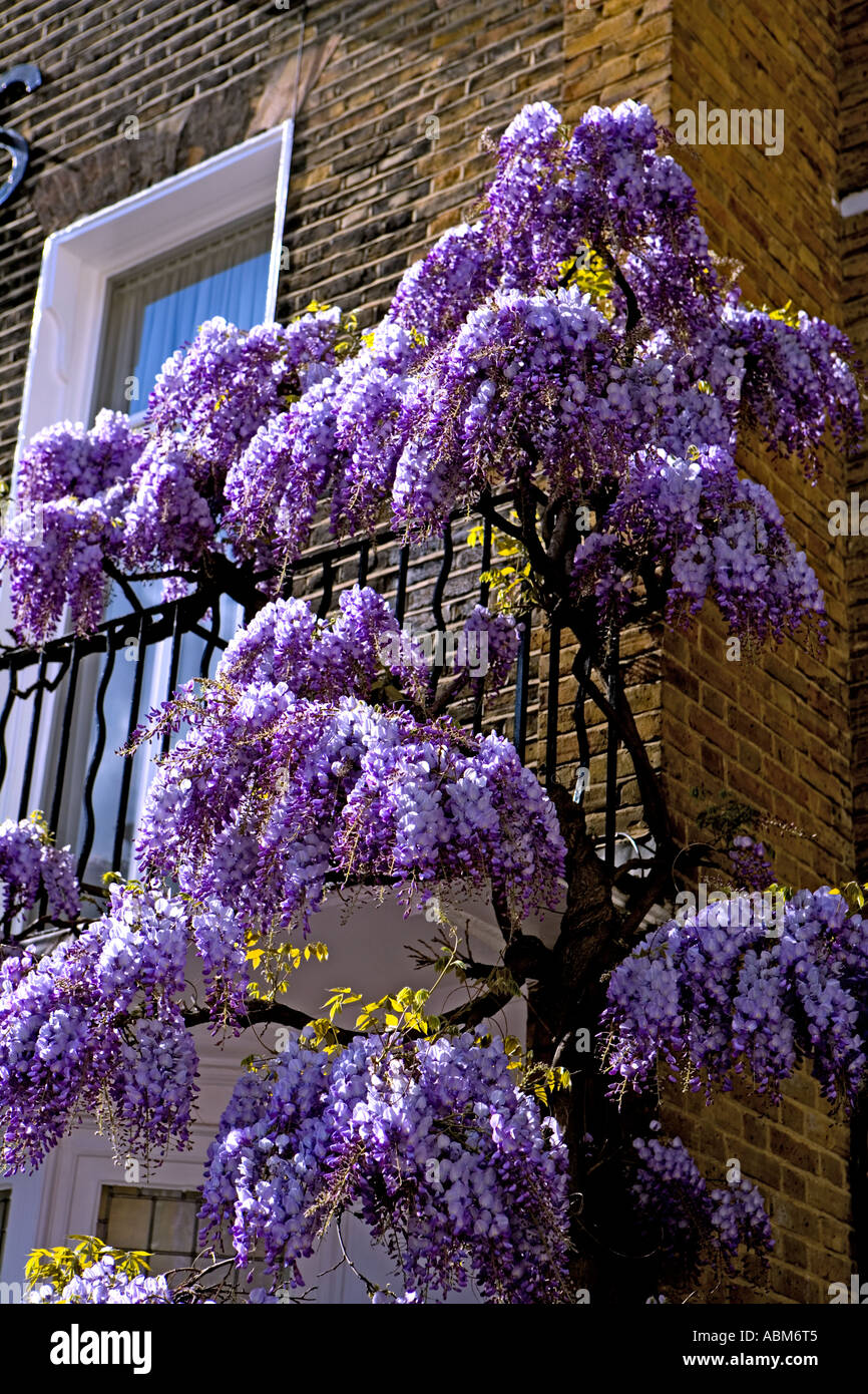 ^ Wisteria bewachsenen 'Des Res' 9 In einer ruhigen Ecke des "Marylebone"]. London "W1" Stockfoto