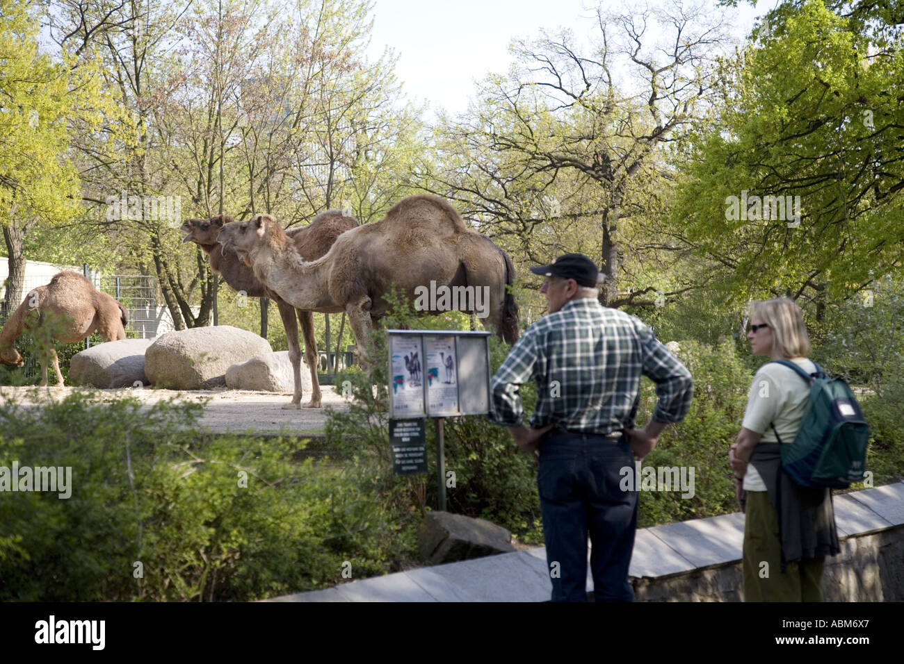 Dromedar (Camelus Dromedarius) und Besucher, Berlin Zoo, Deutschland Stockfoto