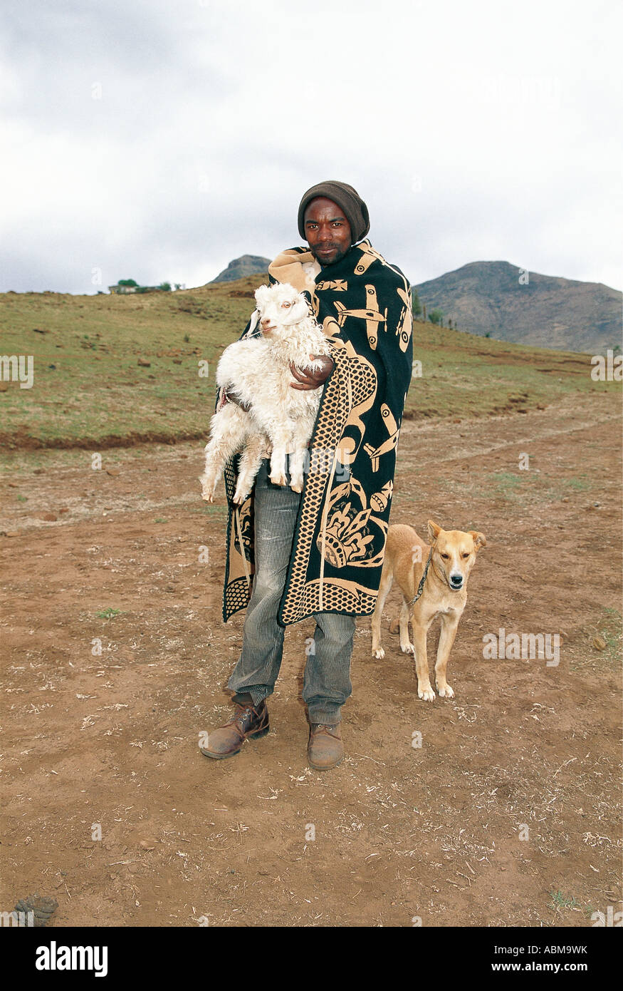 Rinder hüten Mann trägt ein Lamm Lesotho Afrika Stockfoto