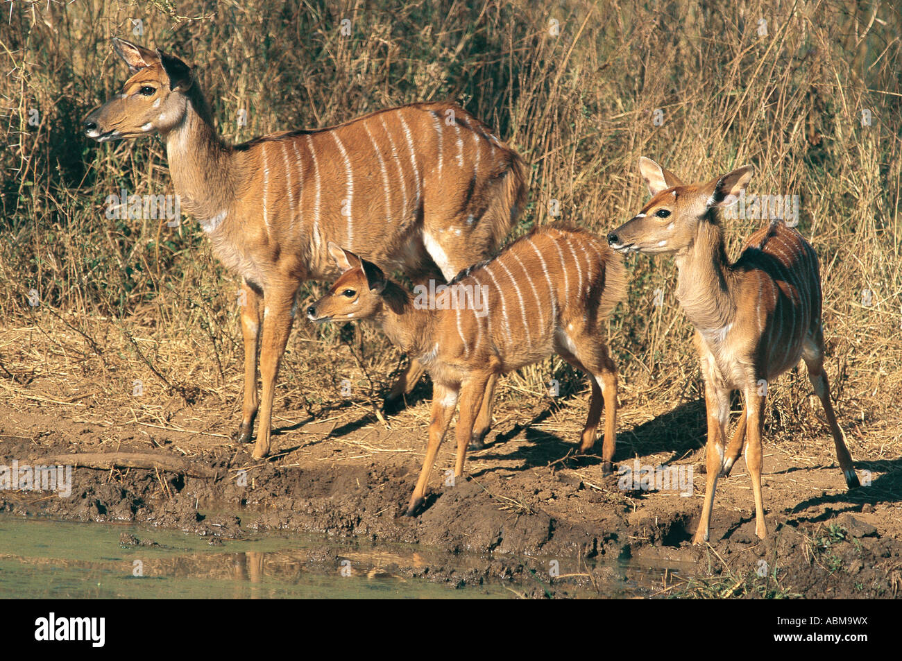 Drei weibliche Nyalas an der Seite eines Pools Mkuzi Nature Reserve Zululand in Südafrika Stockfoto