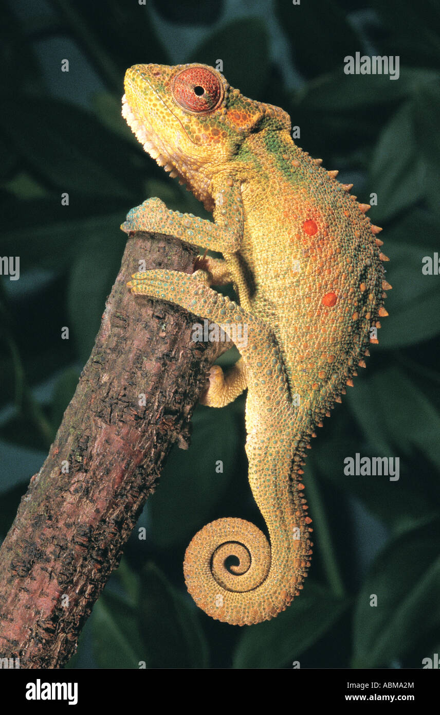 Zwerg Chamäleon Drakensberge Südafrika Stockfoto