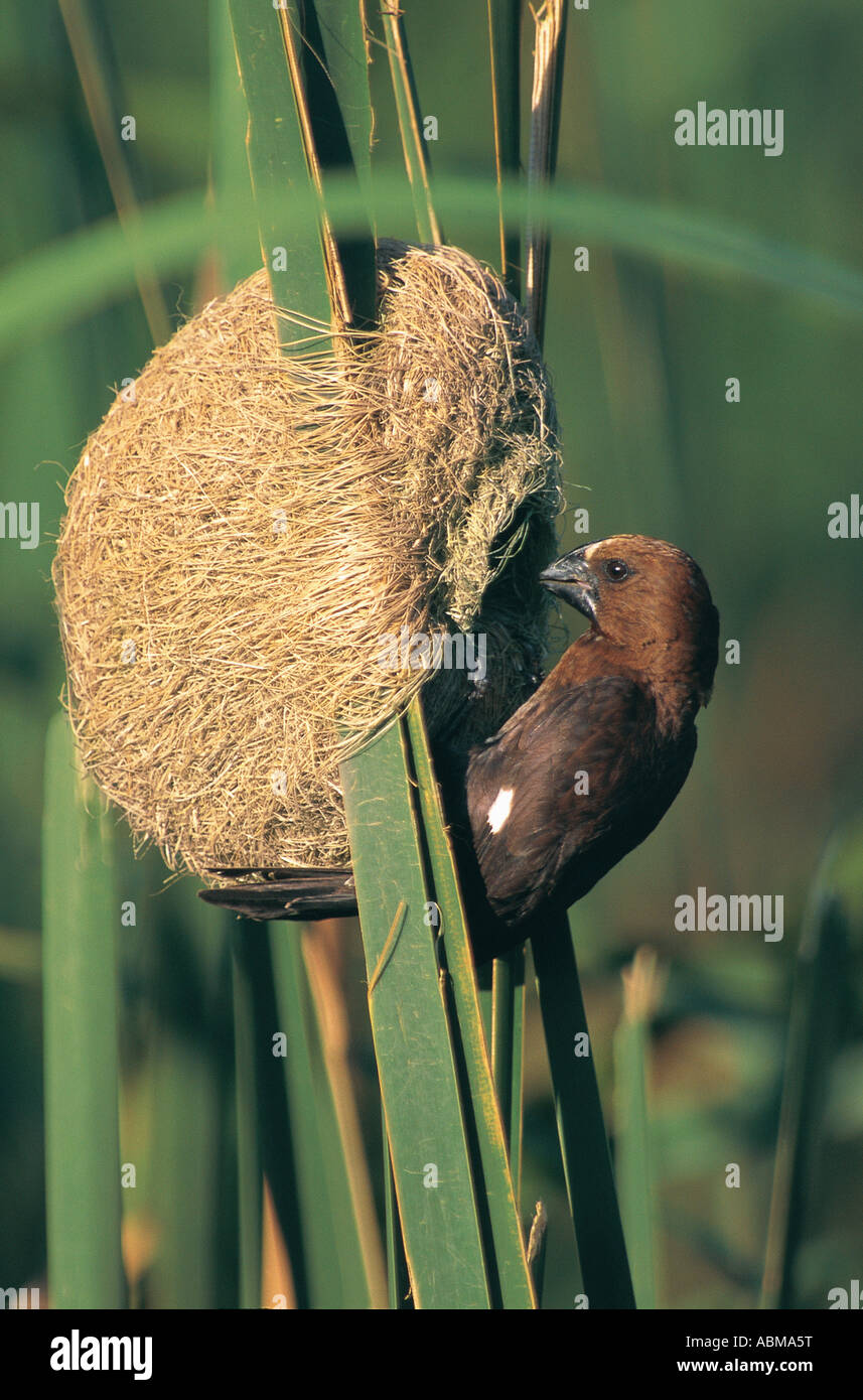 Kernbeißer Weaver Amblyospiza Albifrons arbeitet an seiner Nest Amoungst Schilf Durban Südafrika Stockfoto