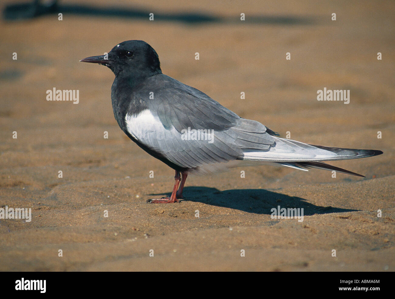 Weißen geflügelten Black Tern Chlidonias Leucoptera Umgeni River Mündung Durban Südafrika Stockfoto