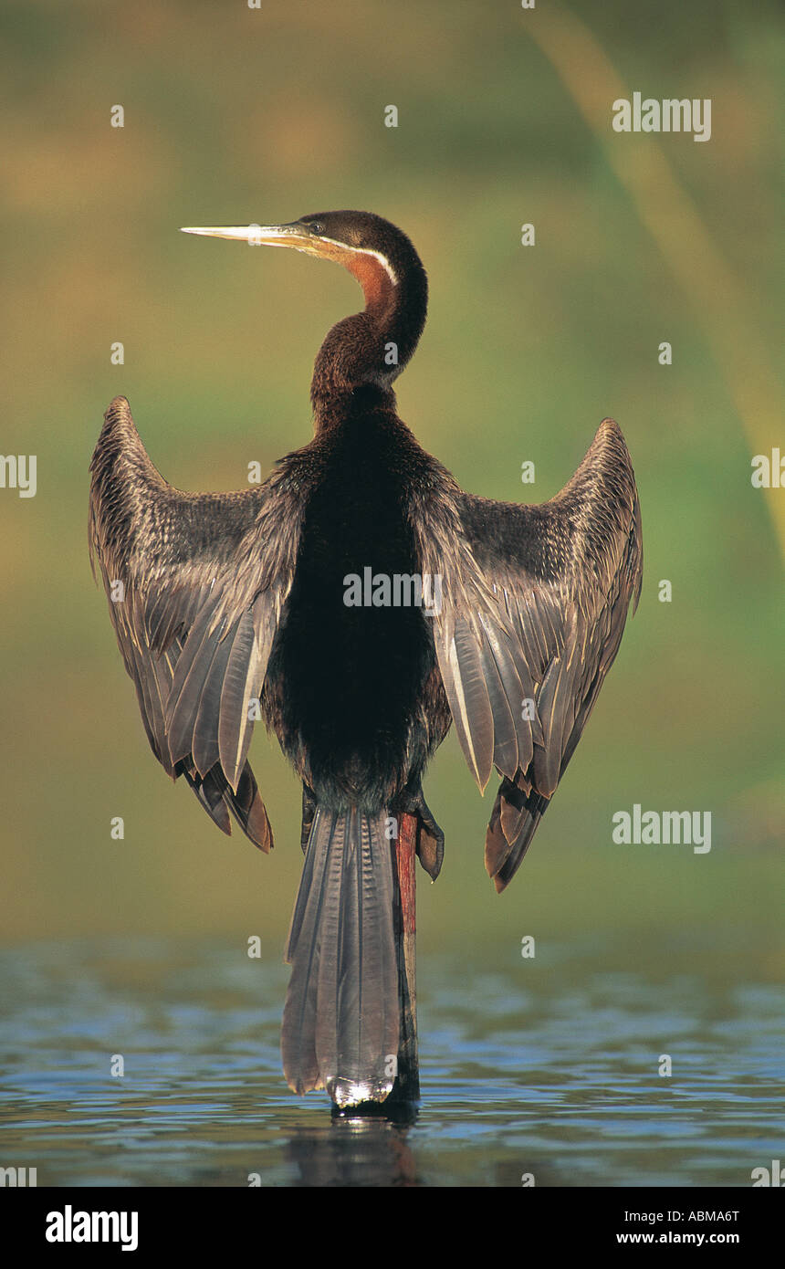 Darter Anhinga Rufa thront auf einem Baumstumpf mit seinen Flügeln ausgebreitet zum Trocknen von Durban in Südafrika Stockfoto