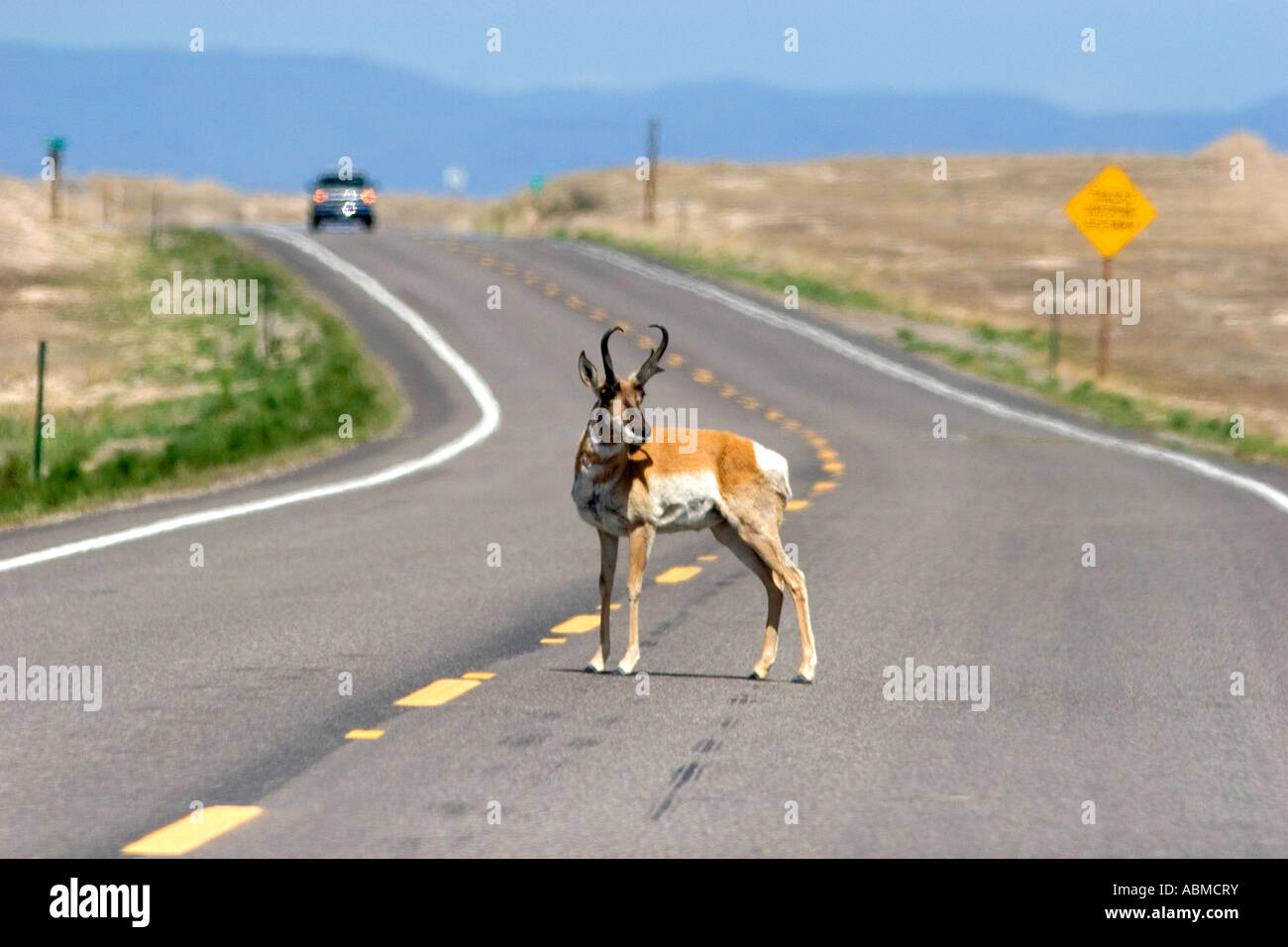 Pronghorn Antilope stehend in der Straße in der Nähe von Mountain Home Idaho Stockfoto