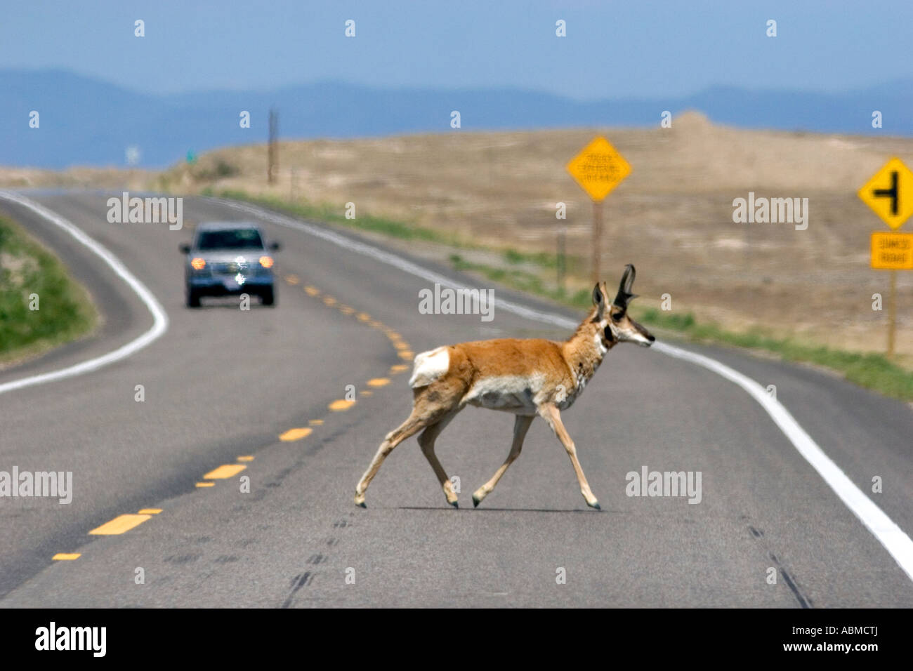 Pronghorn Antilope beim Überqueren der Straße mit dem Auto kommen, in der Nähe von Mountain Home Idaho Stockfoto