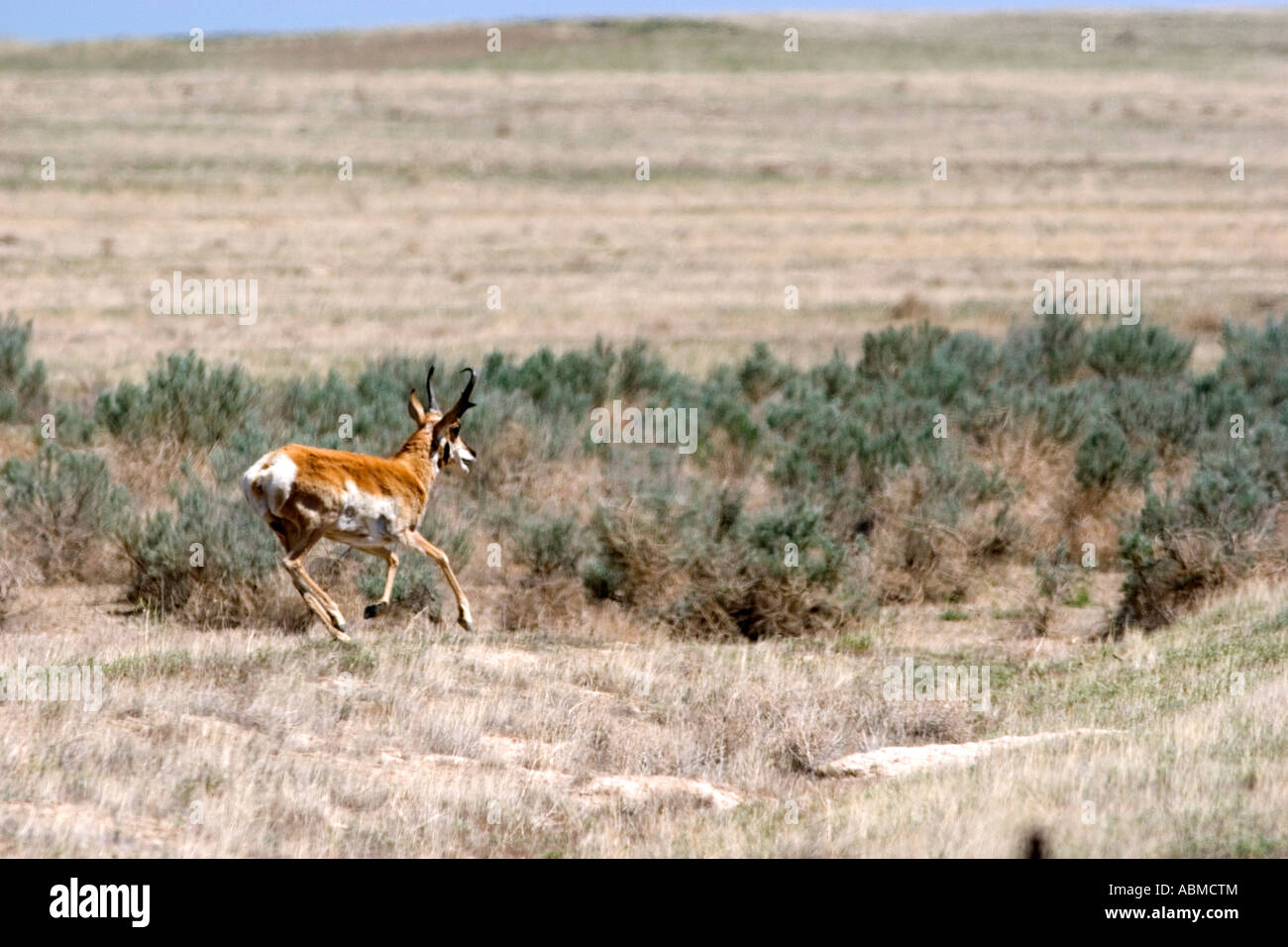 Pronghorn Antilope laufen durch die Wüste Salbei Pinsel in Idaho Stockfoto