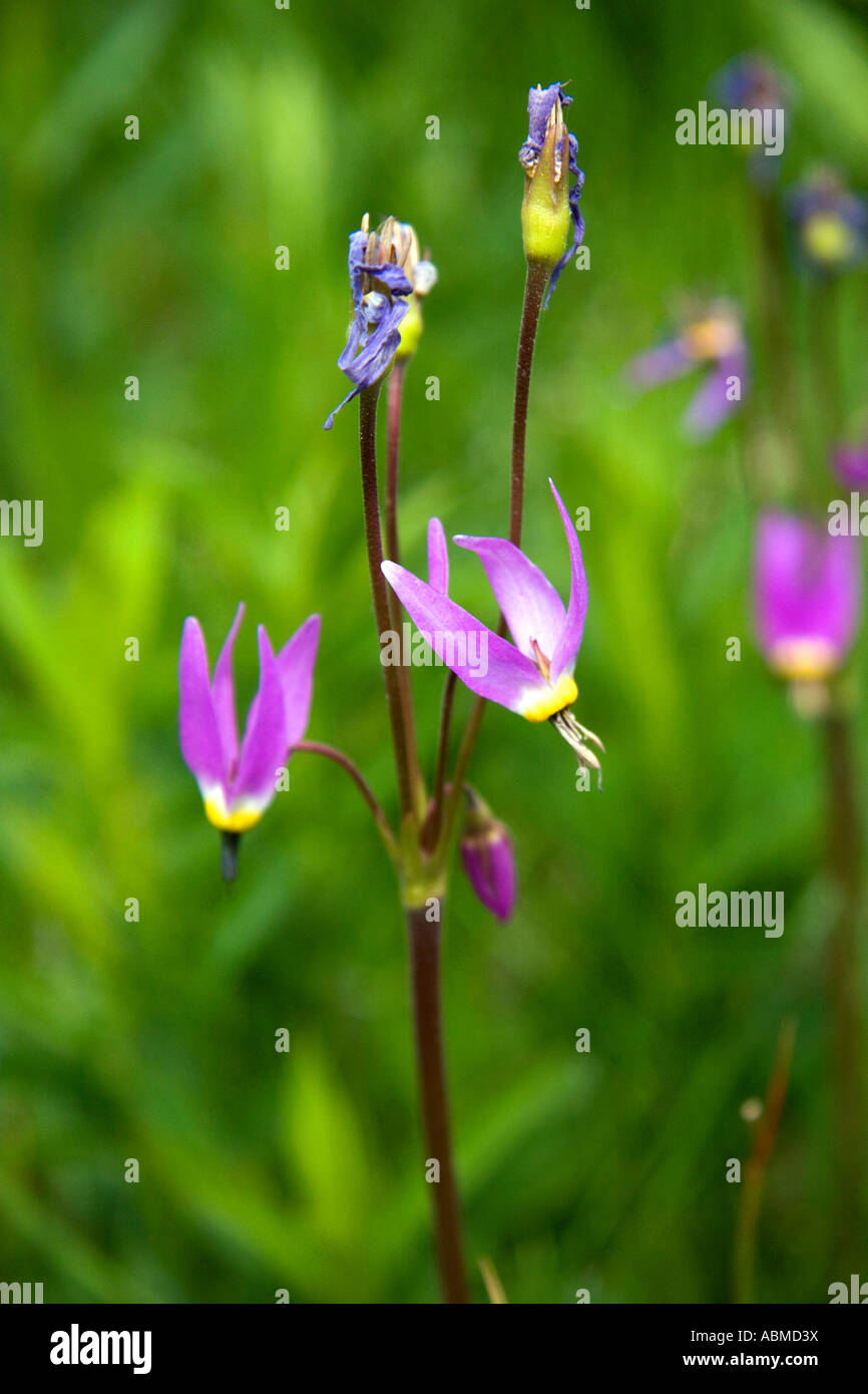 Shootingstar Wildblumen in Idaho Stockfoto