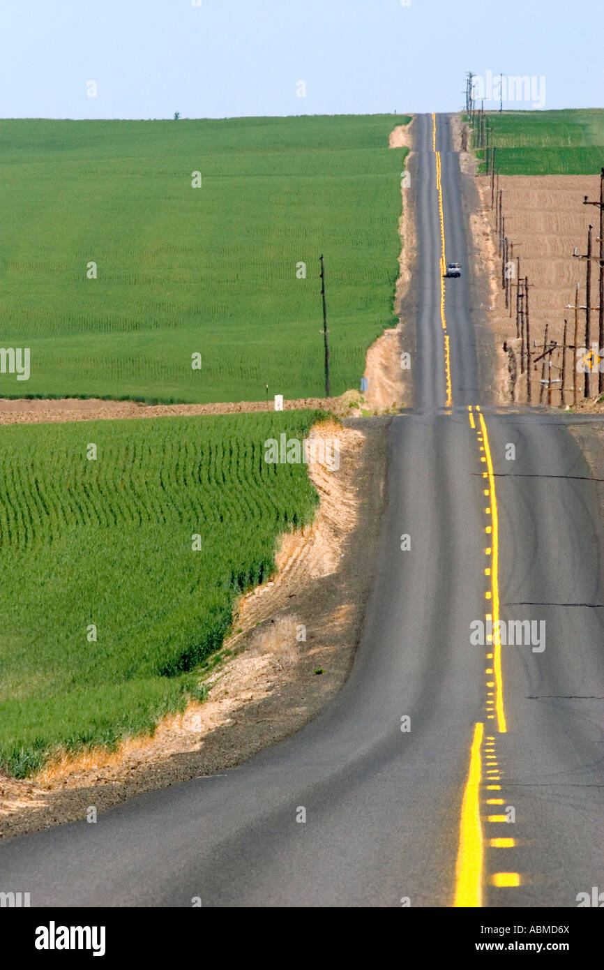 Ländlichen Landstraße mit grüne unreife Weizen-Felder in der Nähe von Pendleton, Oregon Stockfoto