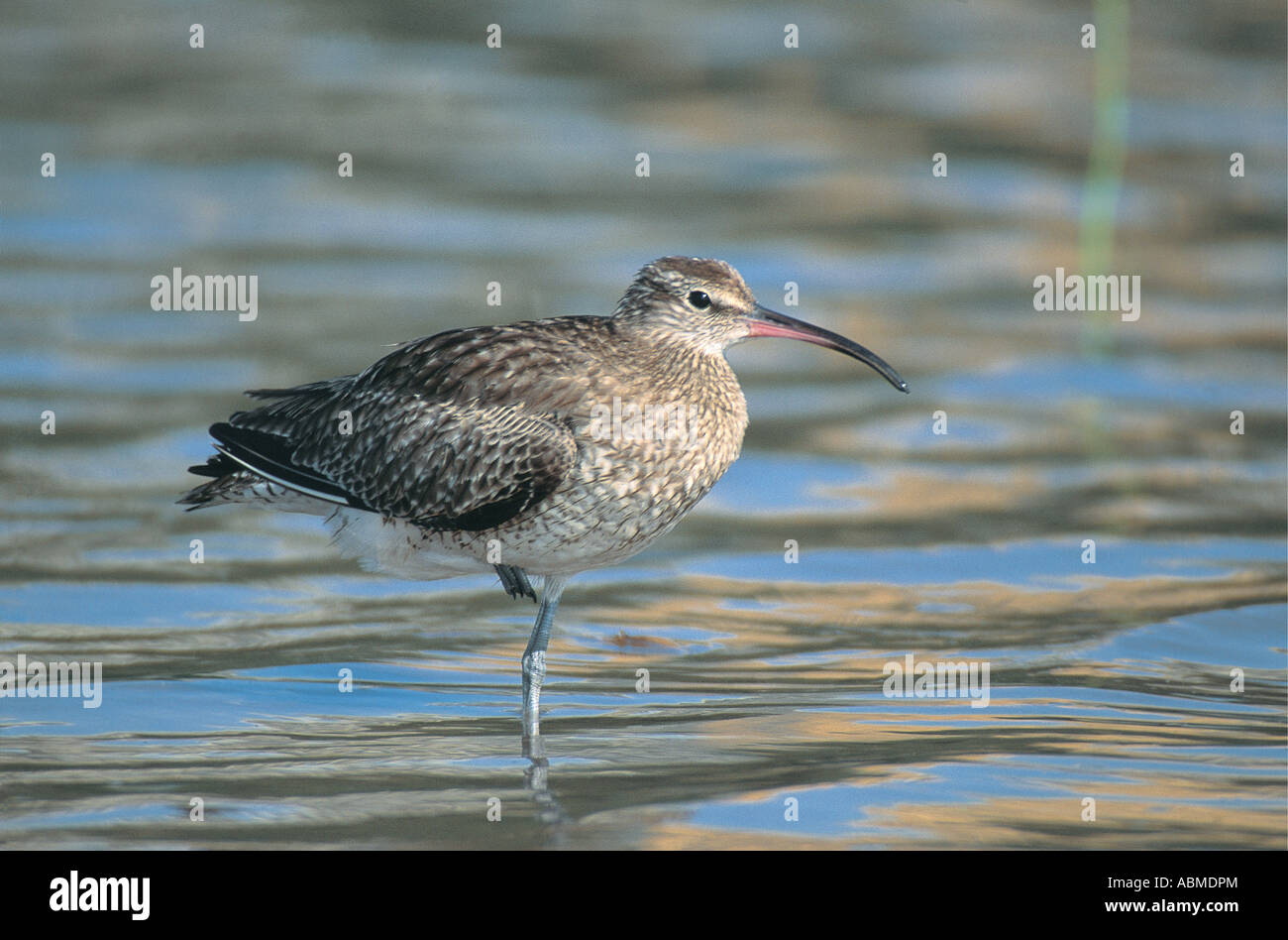 Brachvogel Numenius Arquata Umgeni River Mündung Durban Südafrika Stockfoto