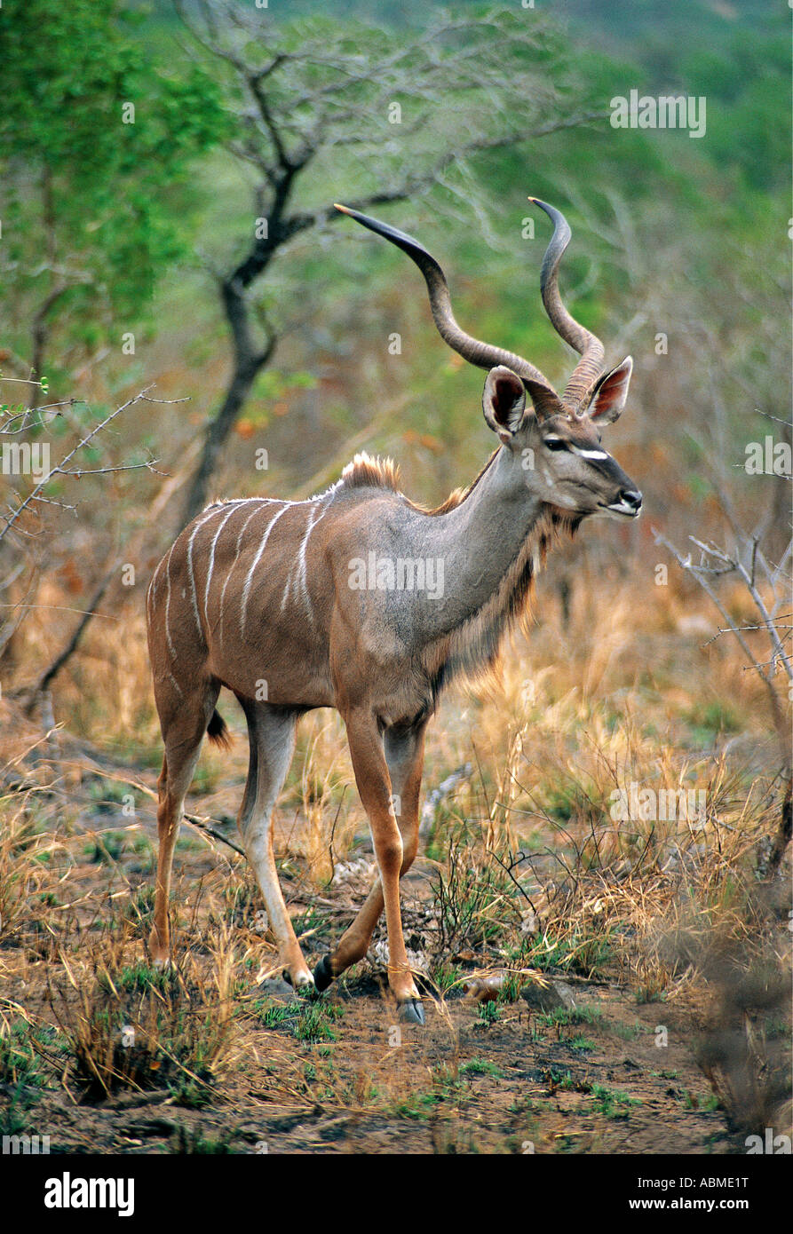 Männliche Greater Kudu Kruger National Park-Südafrika Stockfoto