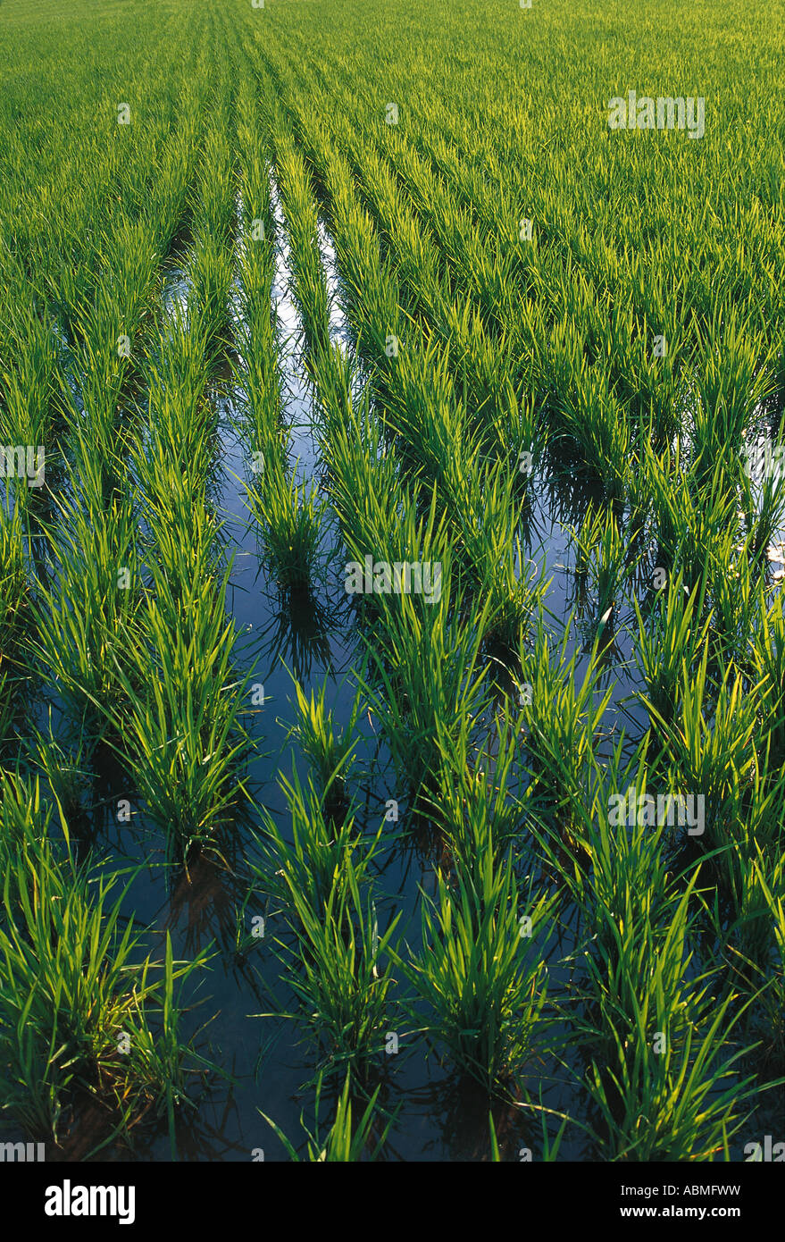Paddy Reisfeld Swasiland Afrika Stockfoto
