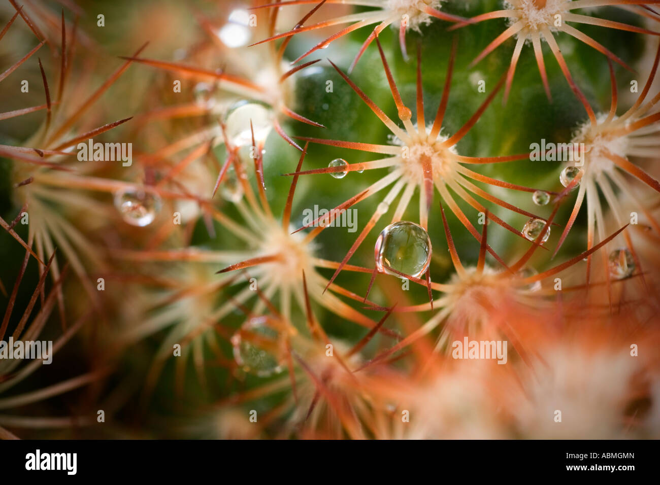 Kaktus wasser trinken -Fotos und -Bildmaterial in hoher Auflsung  Alamy