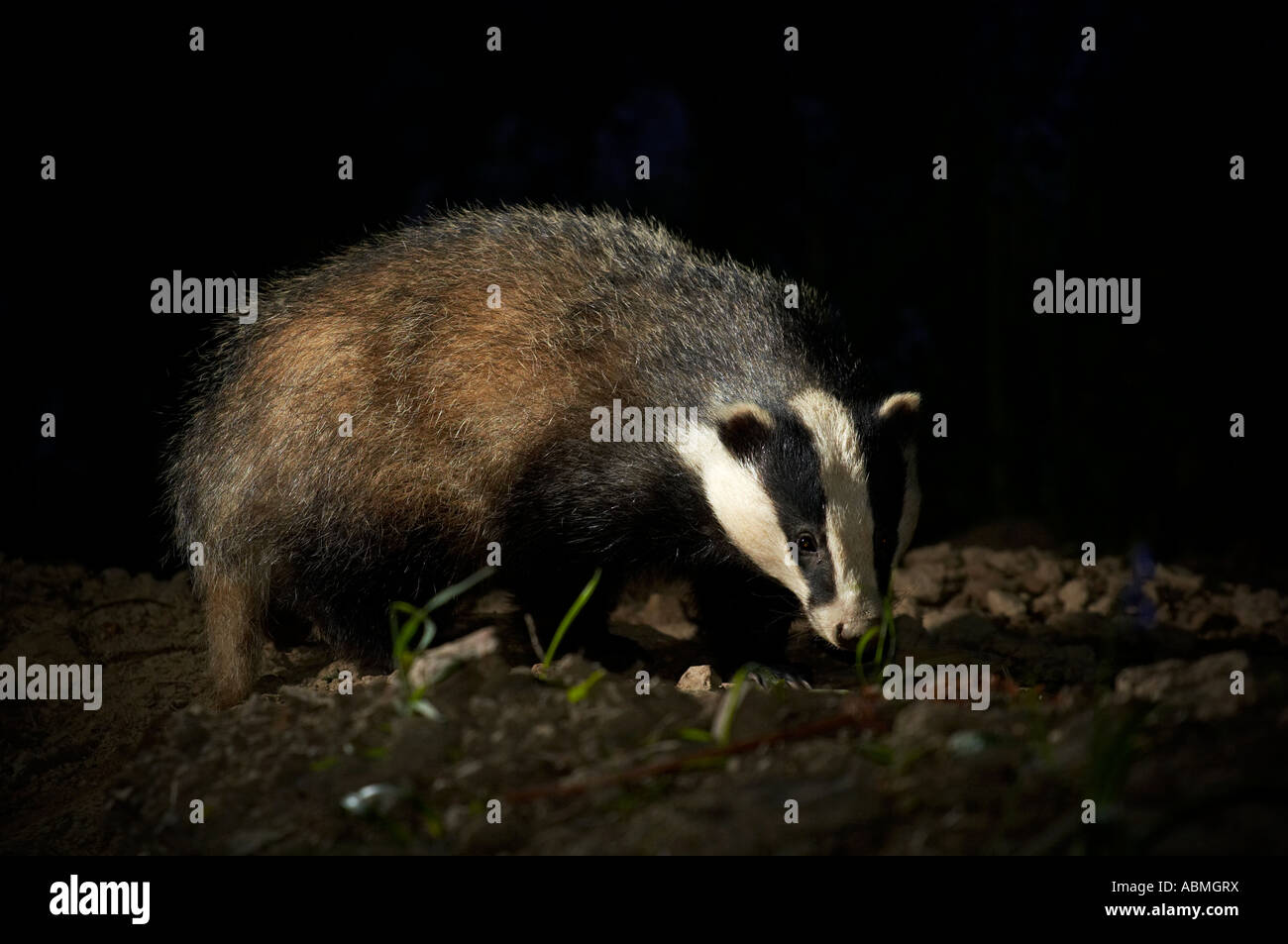 horizontale Landschaftsfoto von einem europäischen Dachs Meles Meles Nahrungssuche im Mondschein in der Nacht im Wald in England Stockfoto