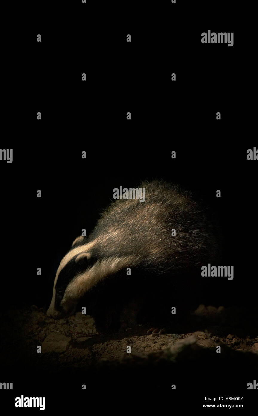 vertikale Portrait-Foto von einer europäischen Dachs Meles Meles Nahrungssuche im Mondschein in der Nacht im Wald in England Stockfoto