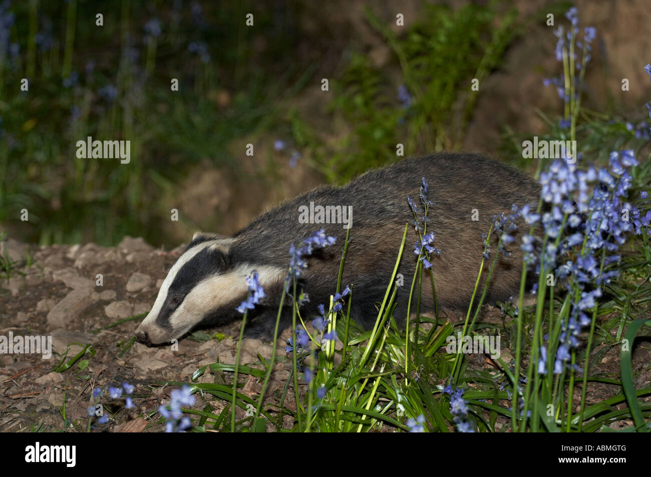horizontale Landschaftsfoto von einem europäischen Dachs Meles Meles Futtersuche bei Nacht im Bluebell Wald im Frühjahr in England Stockfoto