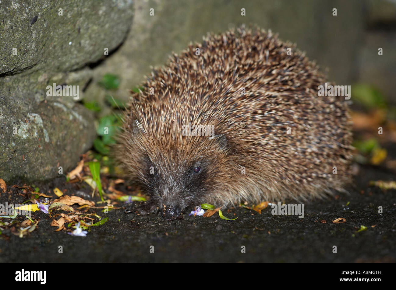 Horizontale Landschaftsfoto von einem europäischen Igel Erinaceus Europaeus neben einer Steinmauer in der Nacht Stockfoto
