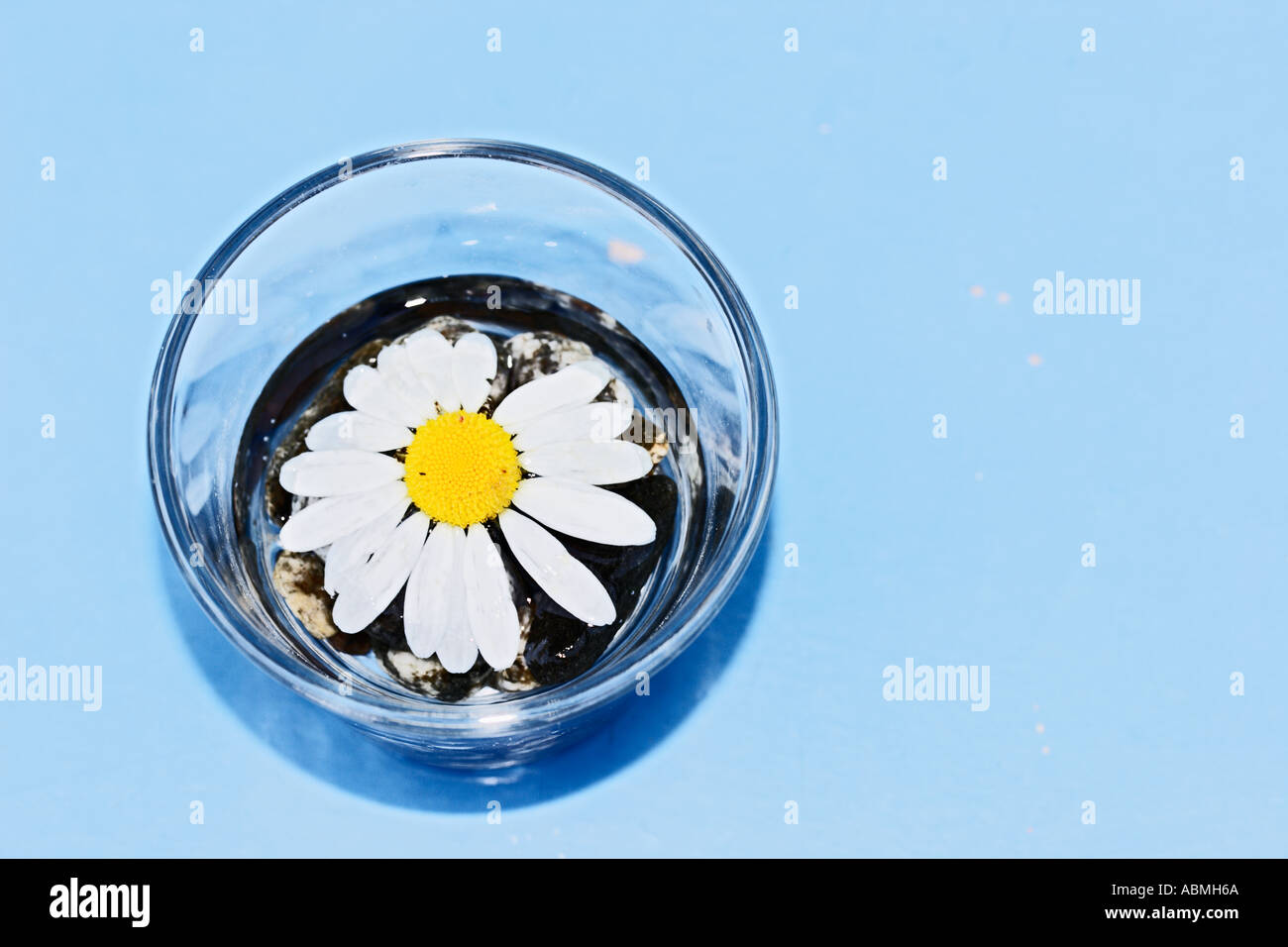 Magarite Blüte dekoriert In Glas Schweizer Alpen der Schweiz Stockfoto