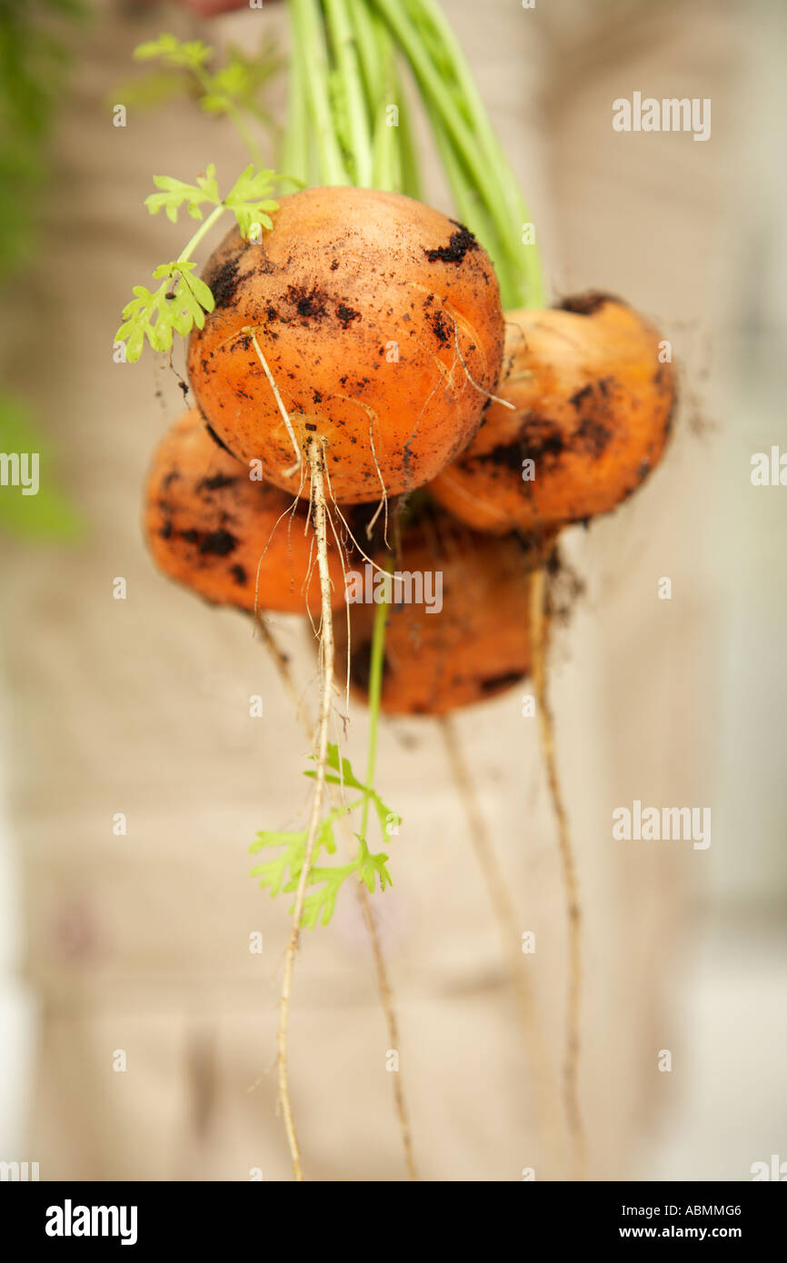 Haufen von organisch Runde orange Parmex Babykarotten mit den Blättern noch auf Stockfoto