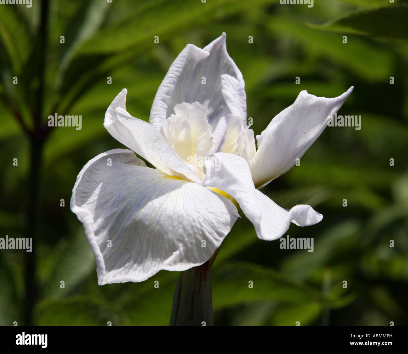 Eine weiße Iris. Stockfoto