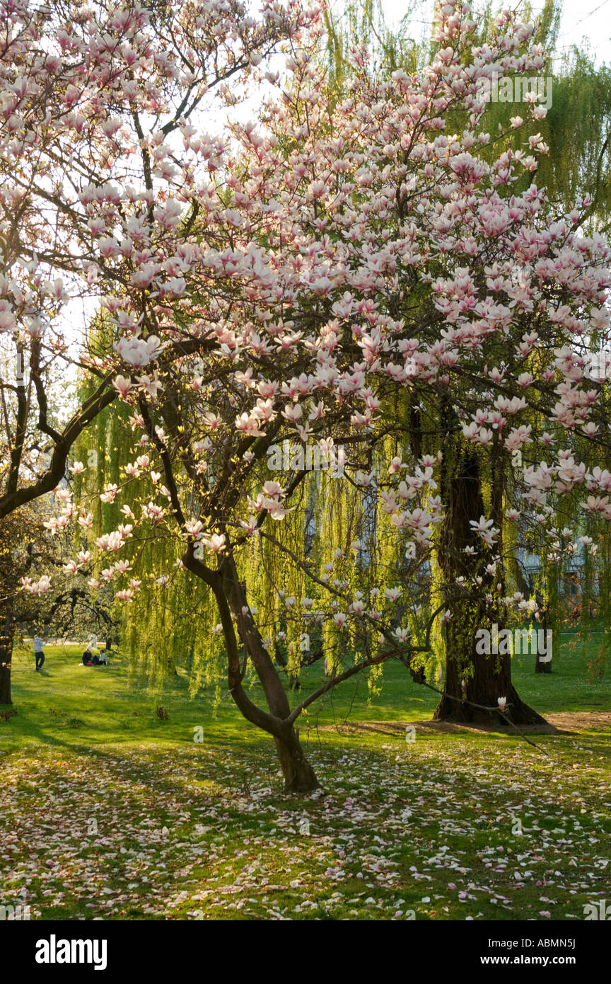 Blühende Magnolie in Voyanovy Garten in Prag, Tschechien Stockfoto