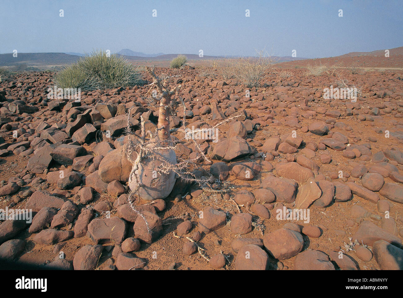 Flaschenbaum medizinisch verwendet von den Leuten des Kaokoveld Palmwag Damaraland Namibia Stockfoto
