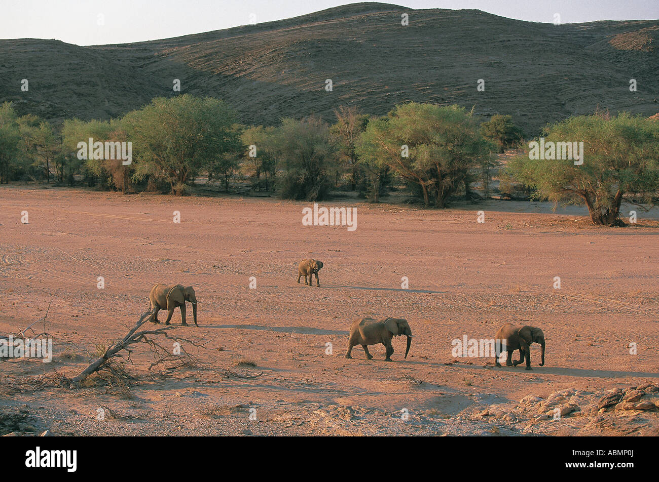 Elefanten im Ugab Flussbett Damaraland Namibia-Wüste Stockfoto