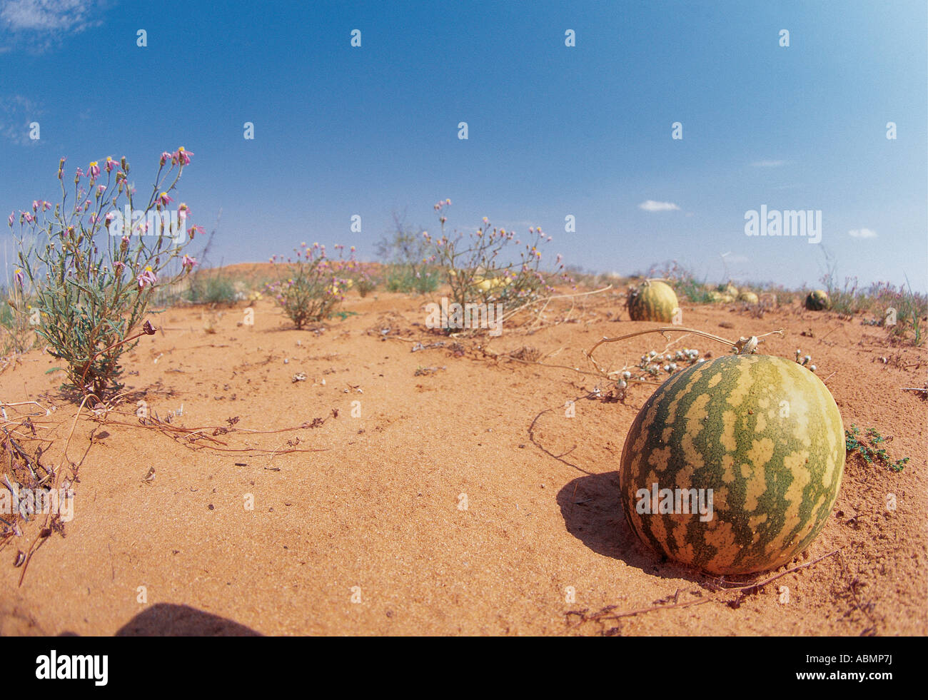 Isamma Melone spendet Feuchtigkeit für Tiere in der Trockenzeit Kalahari Gemsbok National Park North Cape Südafrika Stockfoto