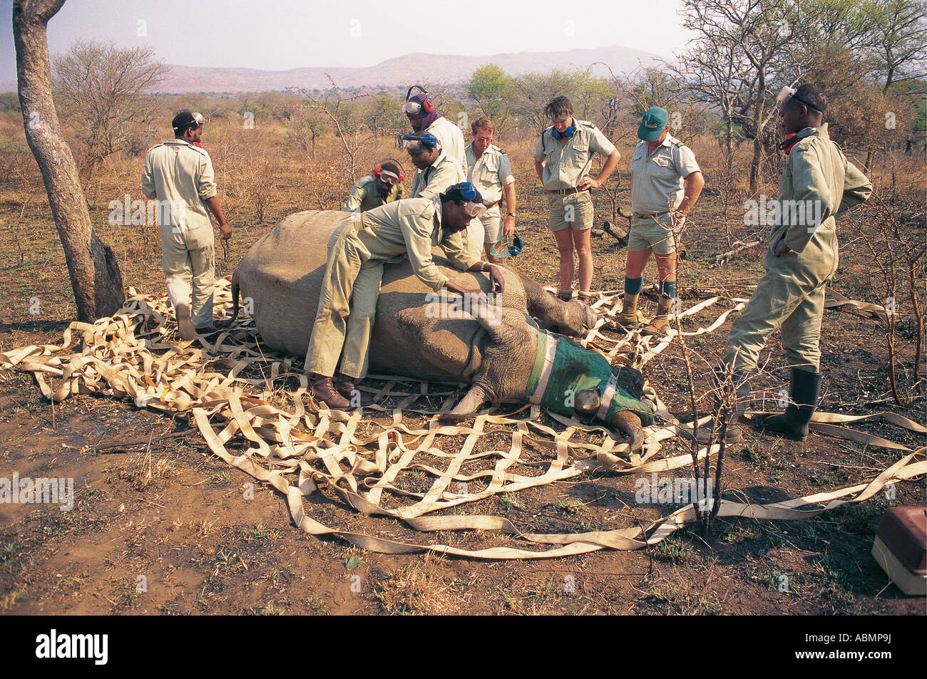 Vorbereitung für Luftaufnahmen Translokation der White Rhino von Natal Parks Board und südafrikanischen Luftwaffe KwaZulu Natal in Südafrika Stockfoto