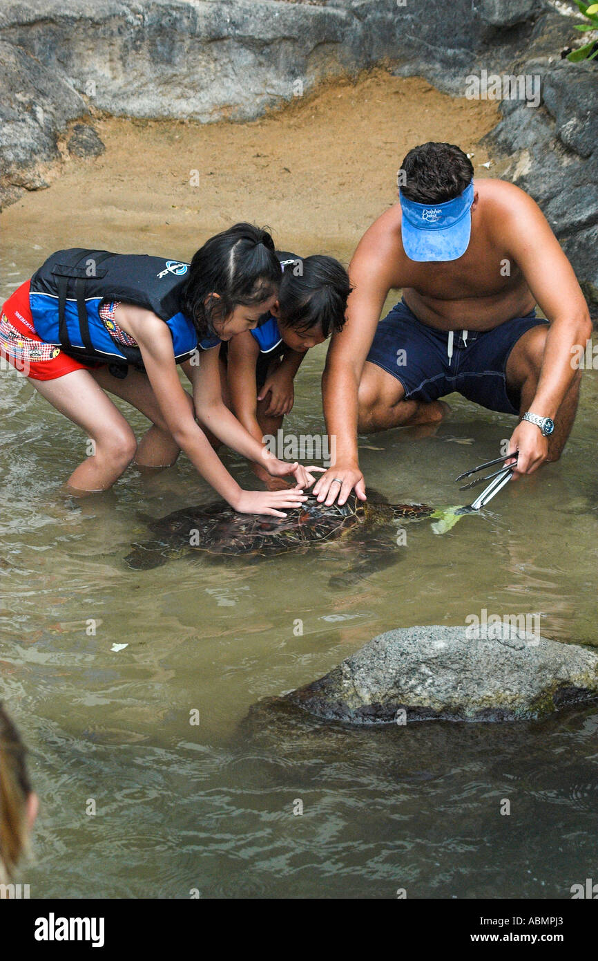 Kinder lernen, wie man Salat füttern zu einer Gefangenschaft grüne Meeresschildkröte Chelonia Mydas Oahu Hawaii USA Stockfoto